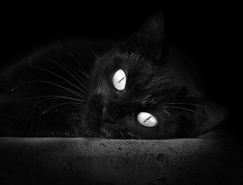 围场新王未登基，旧日贵族已绝杀，皮亚斯特里点燃的火焰，照亮威廉姆斯沉默的刀锋