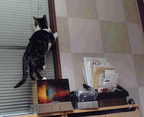 霍勒迪末节19分上演天神下凡！浙江队17分惊天逆转雷霆