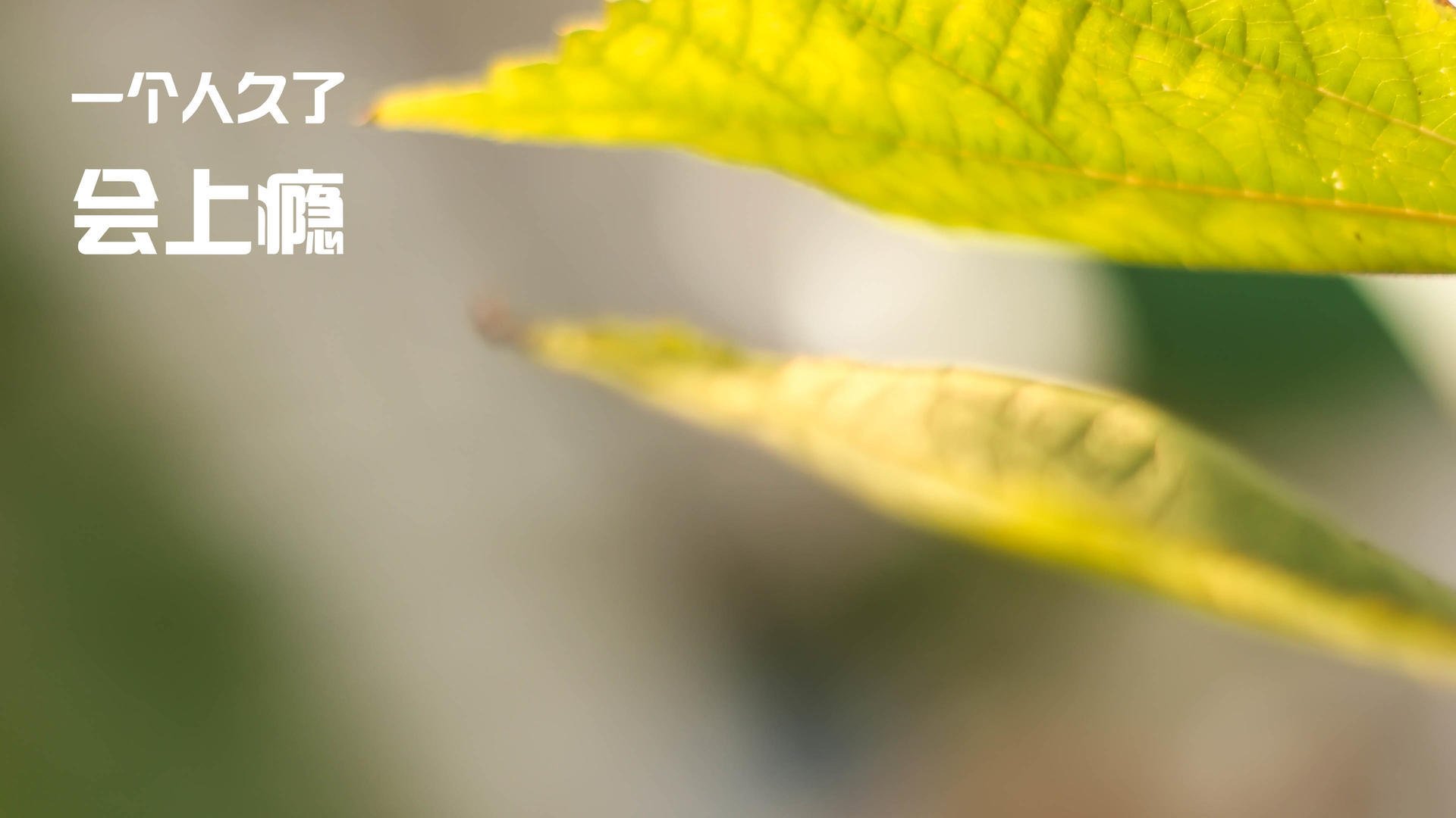 双面奇迹，当铁血绝杀遇上不朽传奇