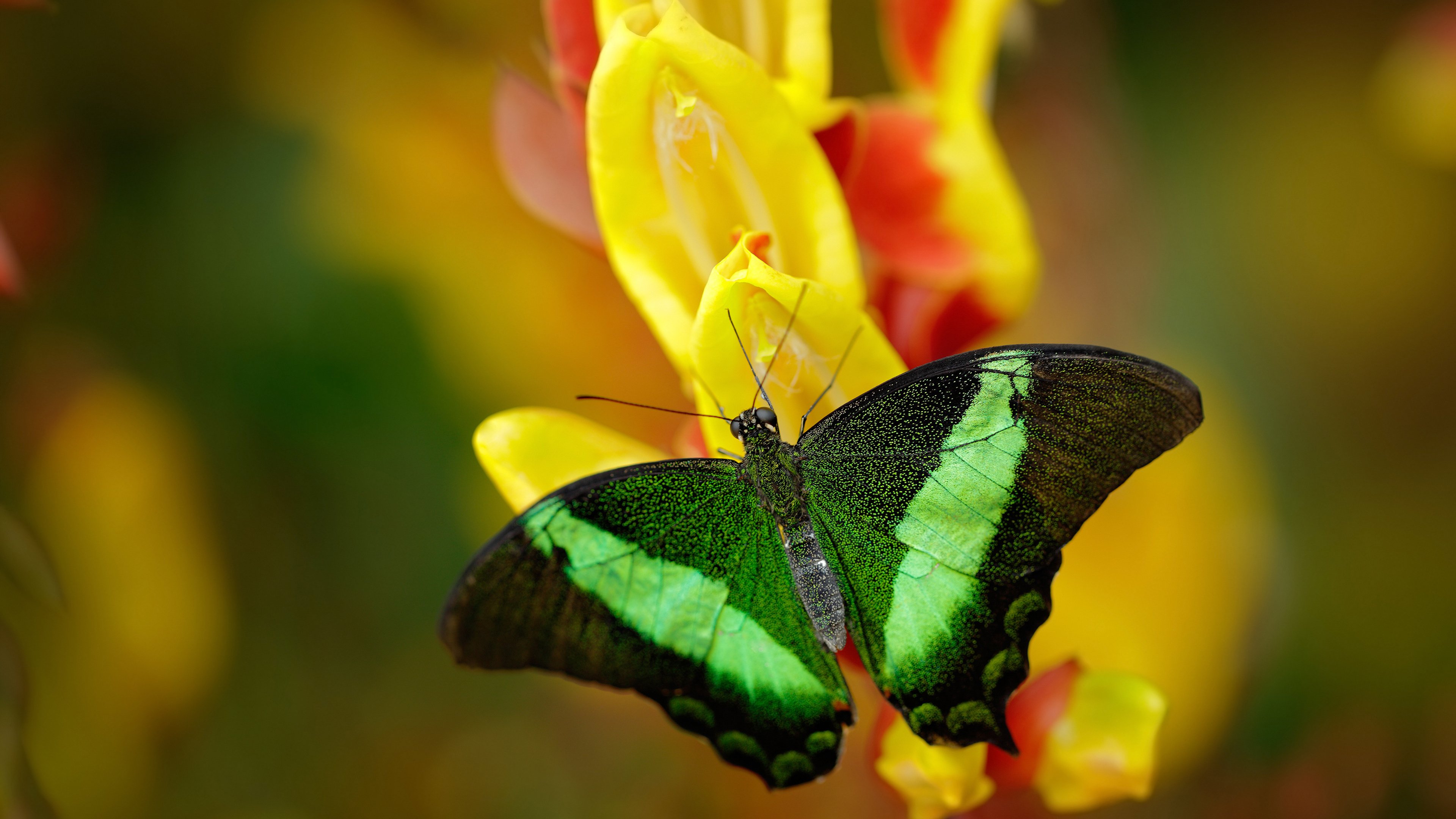 东方力量双线告捷，中国队横扫德国队，戴资颖领衔团队展锋芒