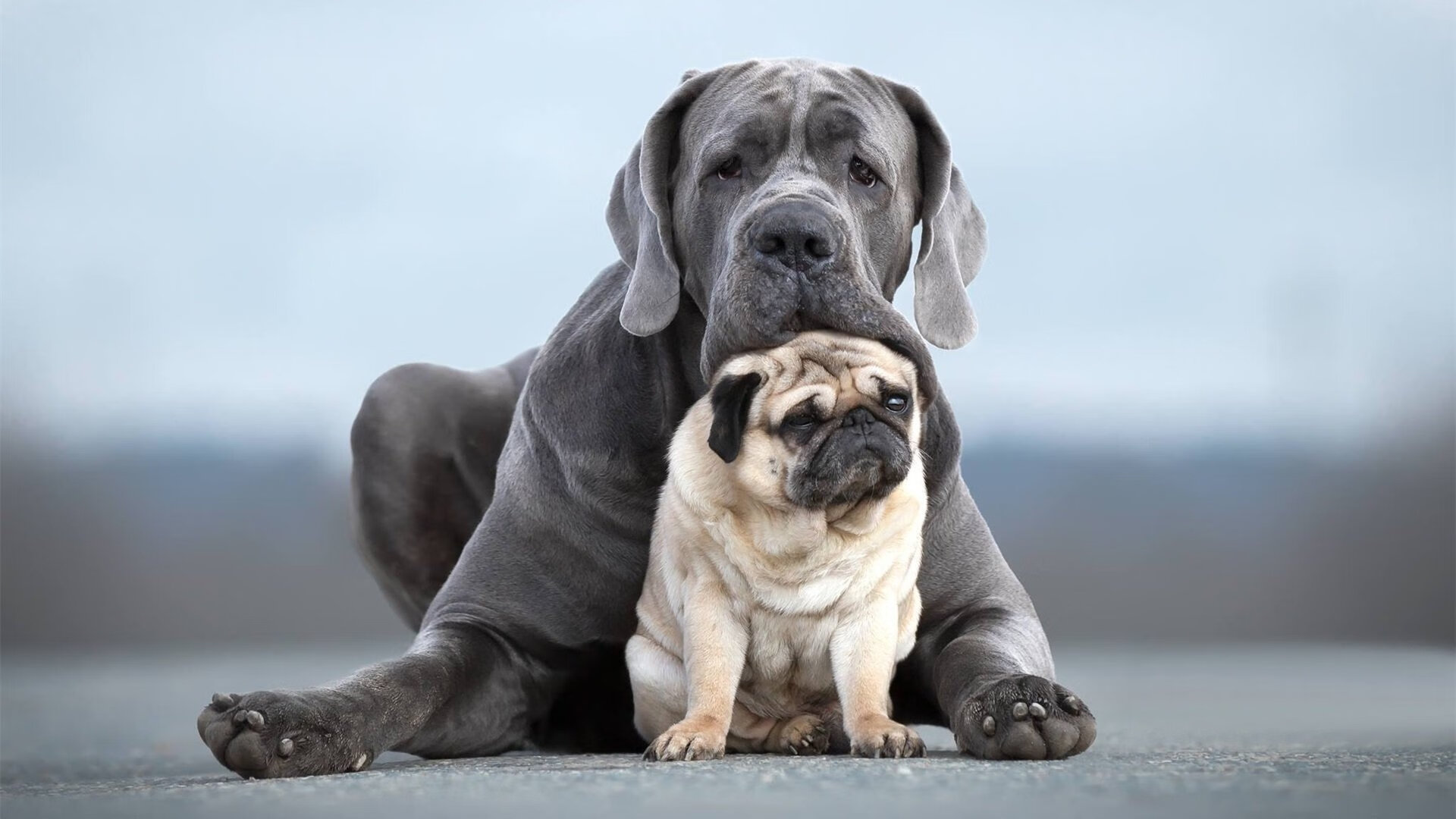 蜀道碾压，杜兰特式表演令虎啸成过往