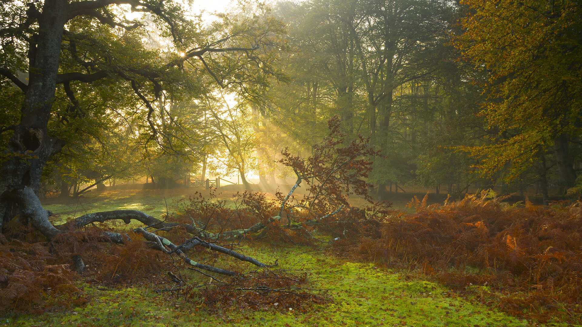 奇迹之夜，阿隆索绝杀点燃赛场，索伯车队逆袭红牛王朝