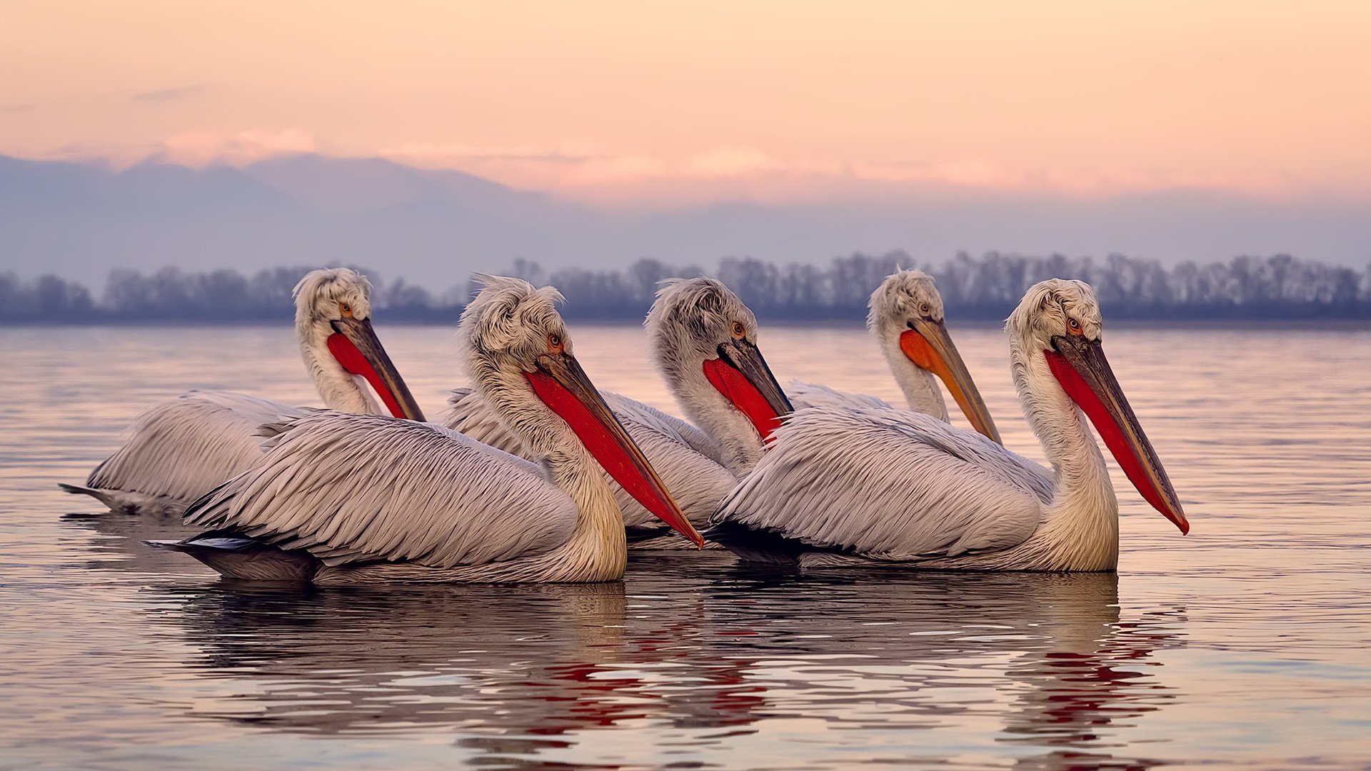 库里法则，当篮球宇宙的引力中心，在美加墨之夜定格