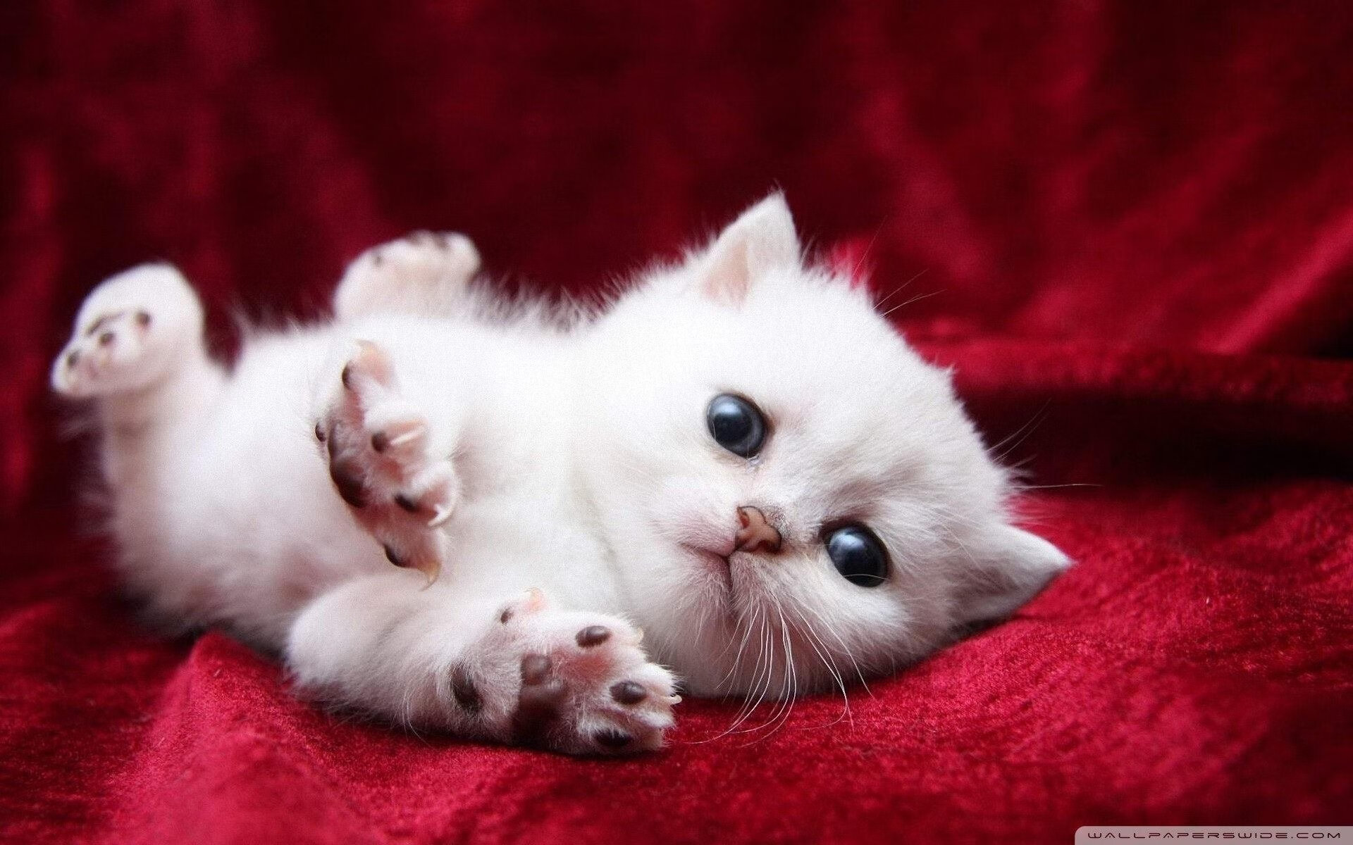 一锤定音,加克波冠军级表现闪耀赛场