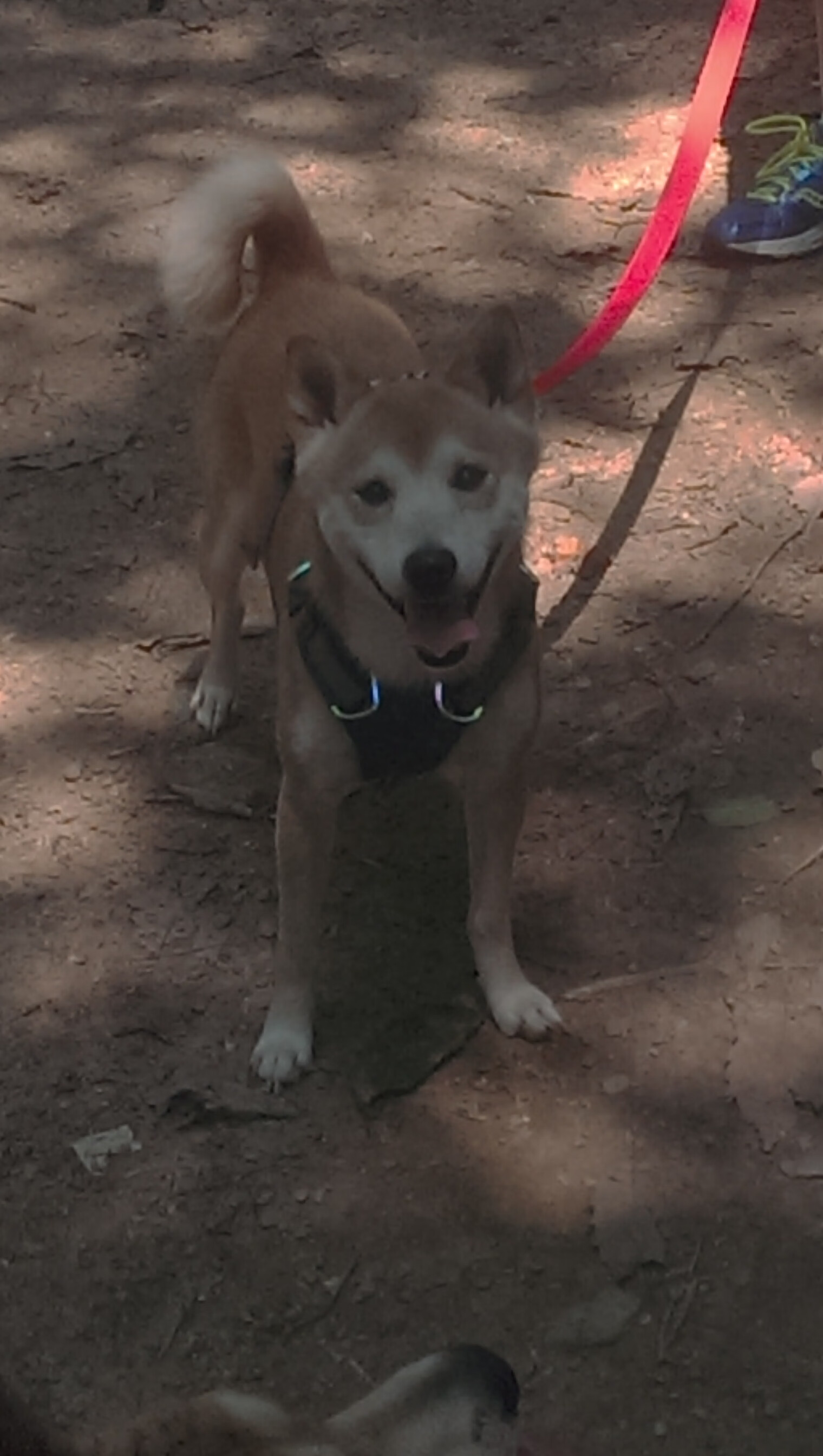 三分如雨夜，武切维奇轰碎不可能—北京队爆冷斩落绿巨人，背后是谁撑起奇迹？