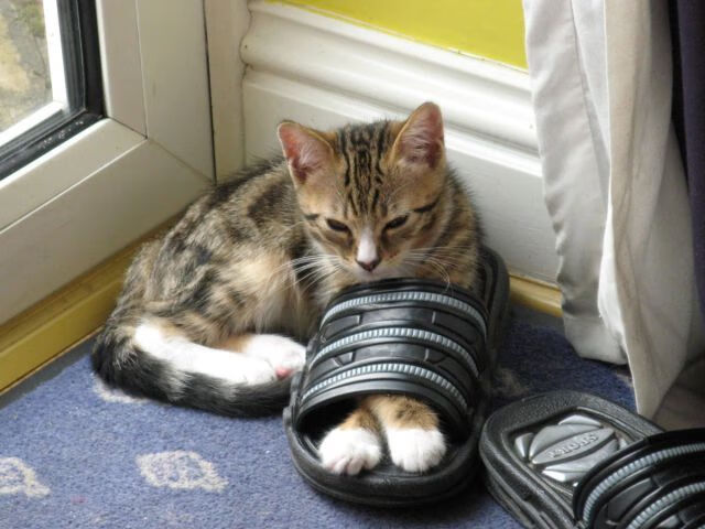 赛道与绿茵的交汇点,当塞内加尔绝杀秘鲁的回响响彻蒙扎赛道