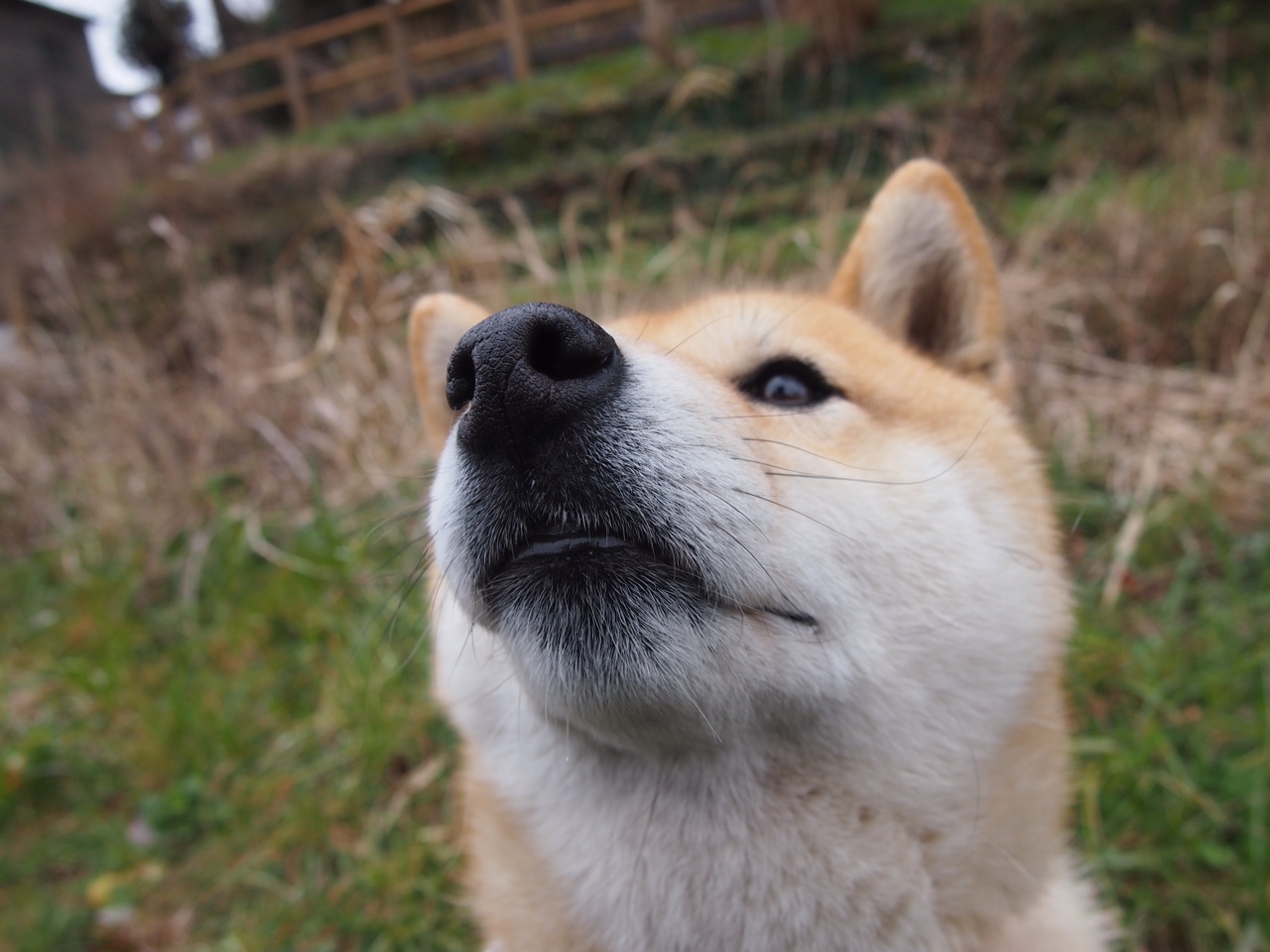 绿茵与篮网的对话，体育唯一性的双重奏—论英超焦点战与CBA强压局的共通法则