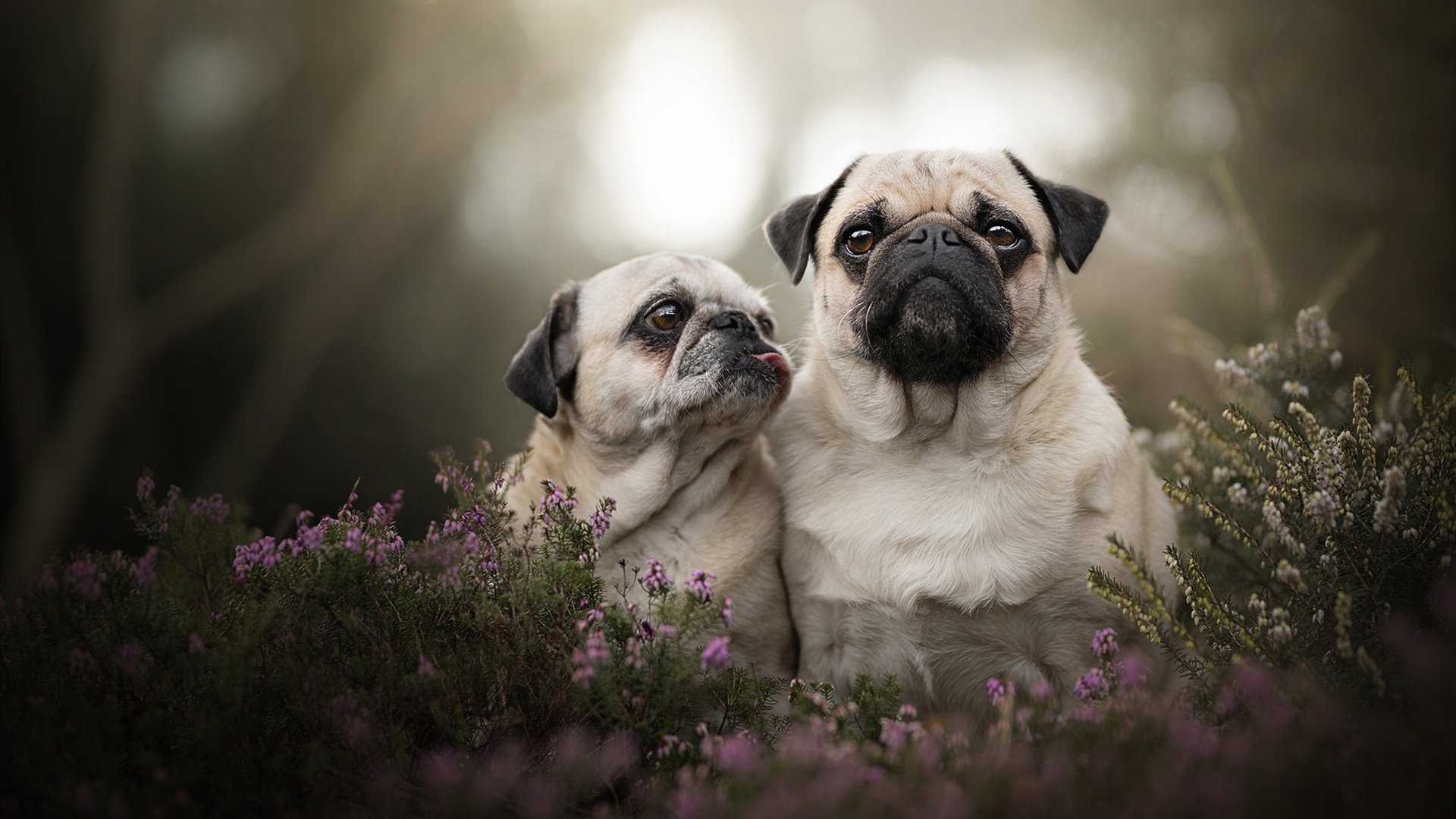 欧冠史诗之夜,当曼城压哨绝杀几内亚,历史宿敌的诅咒于蓝月下终结