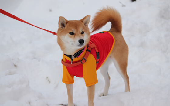 数据迷宫里的北欧童话,当瑞典程序员用代码碾压了皇家社会