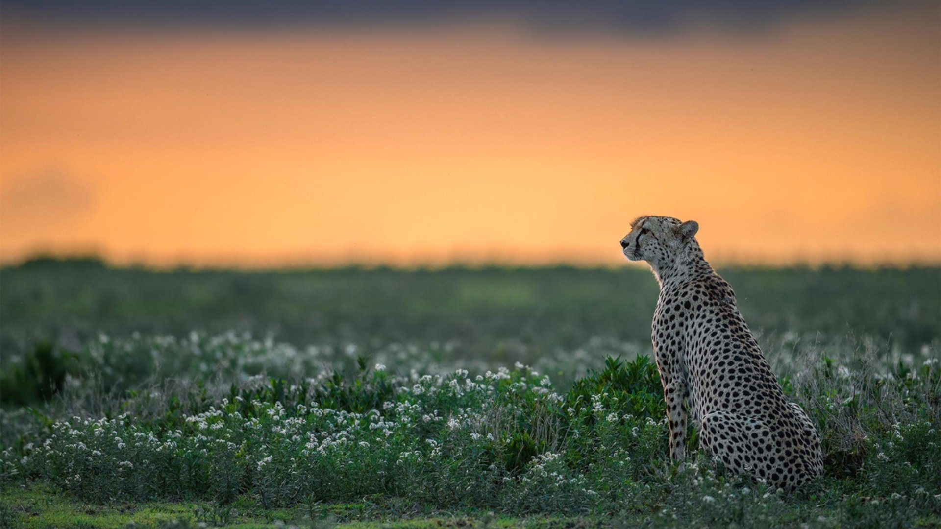 2026美墨加世界杯焦点战,土耳其国家队轻取曼城,地中海的柔韧撕裂蓝月钢铁