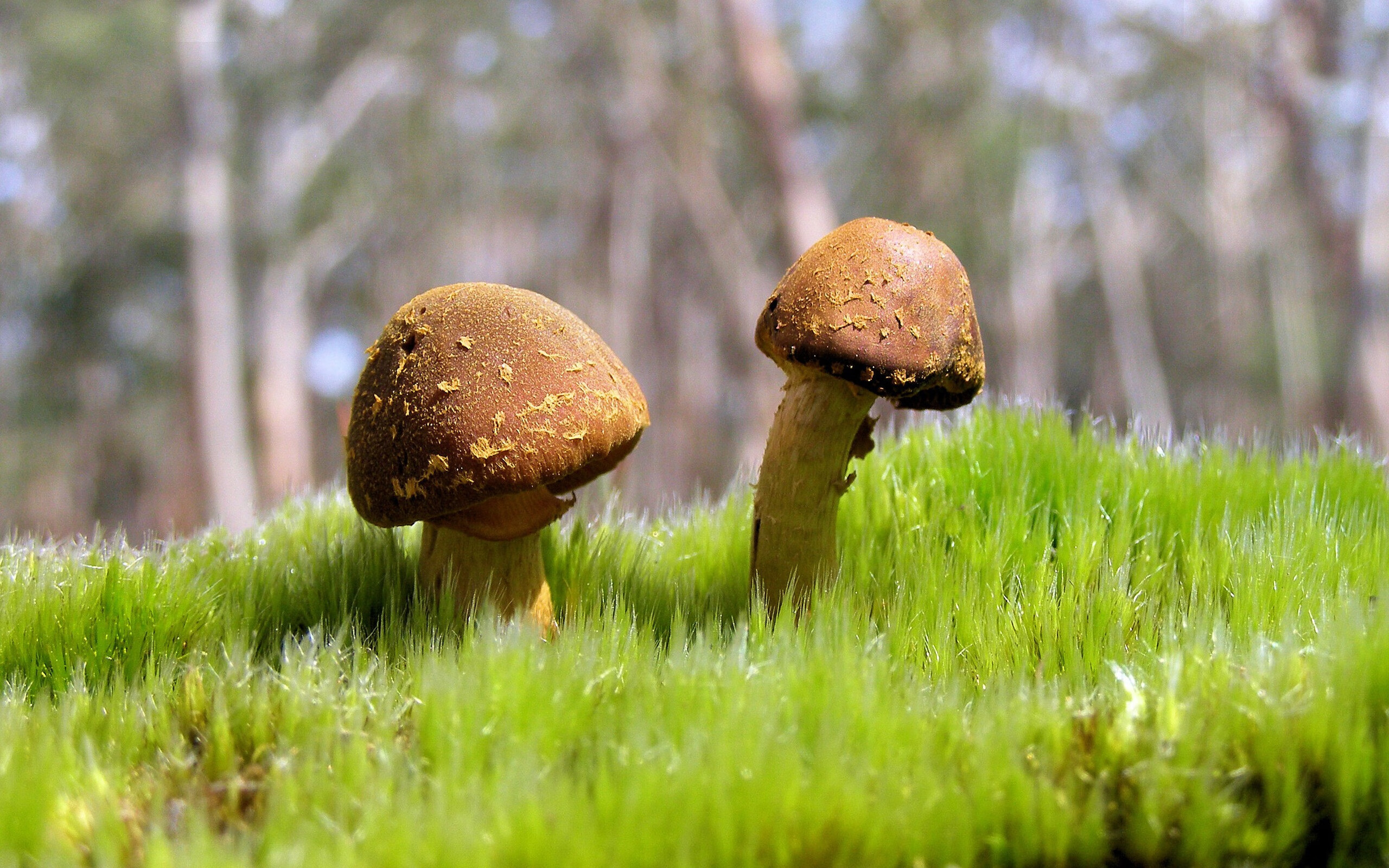 绿茵与硬木的对话，点球决胜于篮球之巅