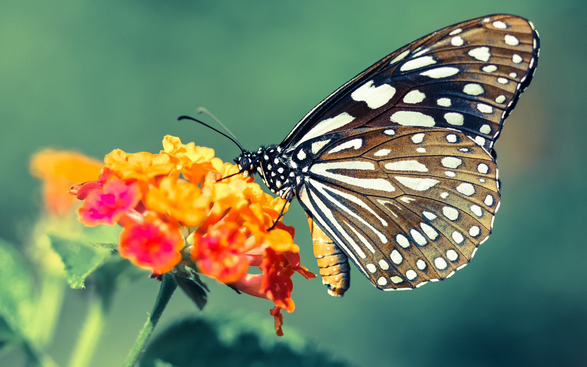 绿茵与硬木的共鸣,当西甲国家德比遇见国王篮网狂胜夜