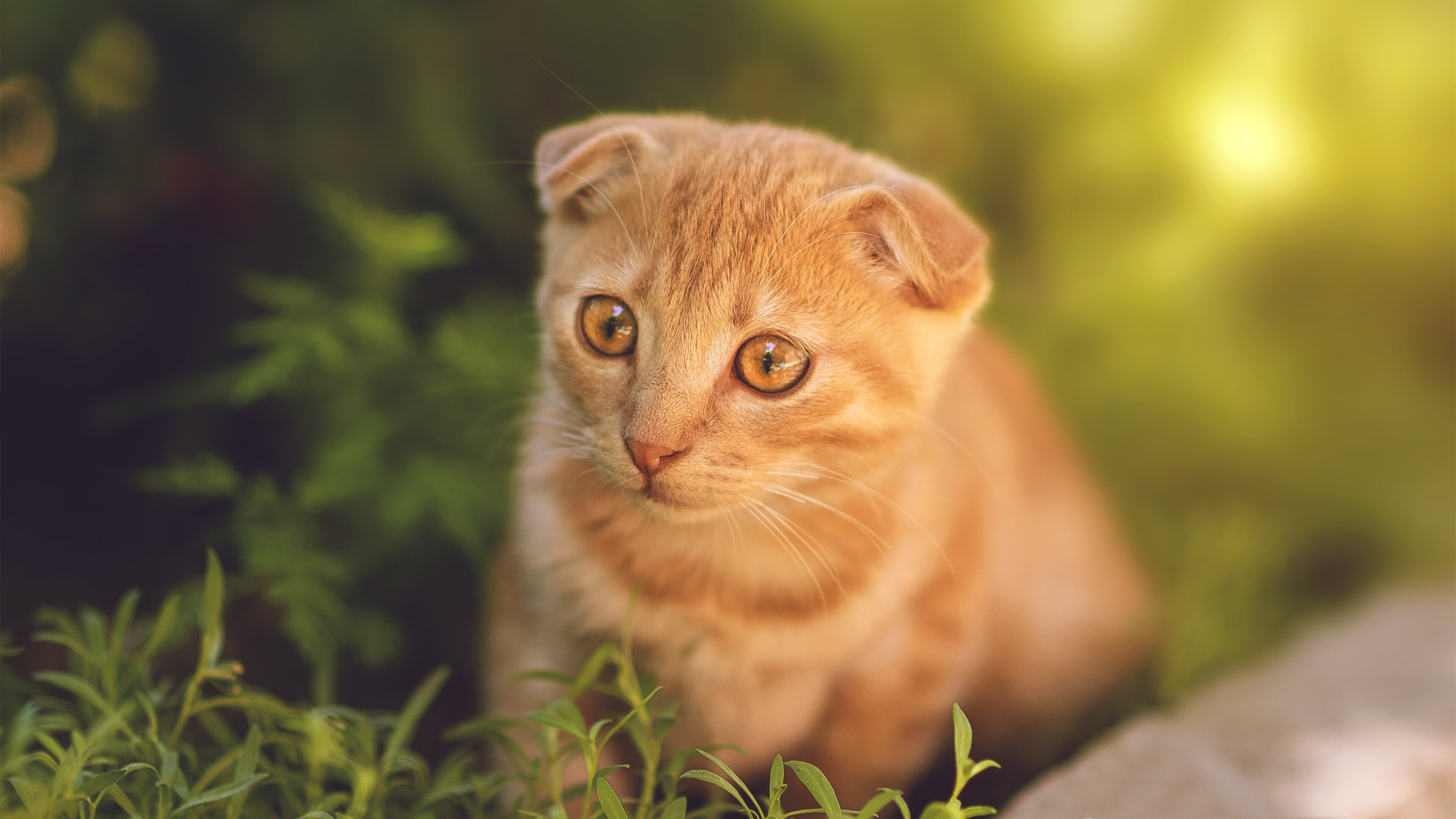 锡安觉醒,熔岩般的一节比赛如何重塑山西篮球的灵魂