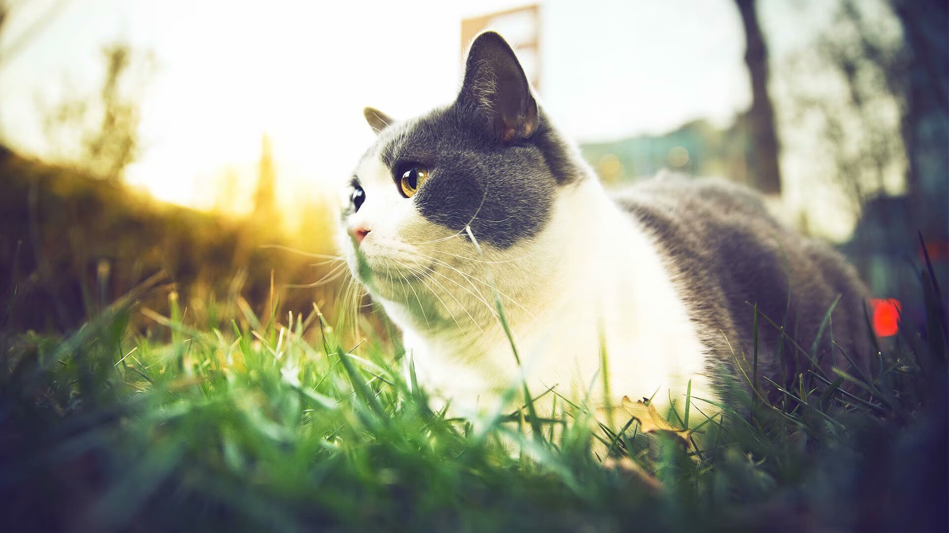 沙漠之舟破浪,沙特硬仗取胜南非,世界排名争夺战再燃烽火