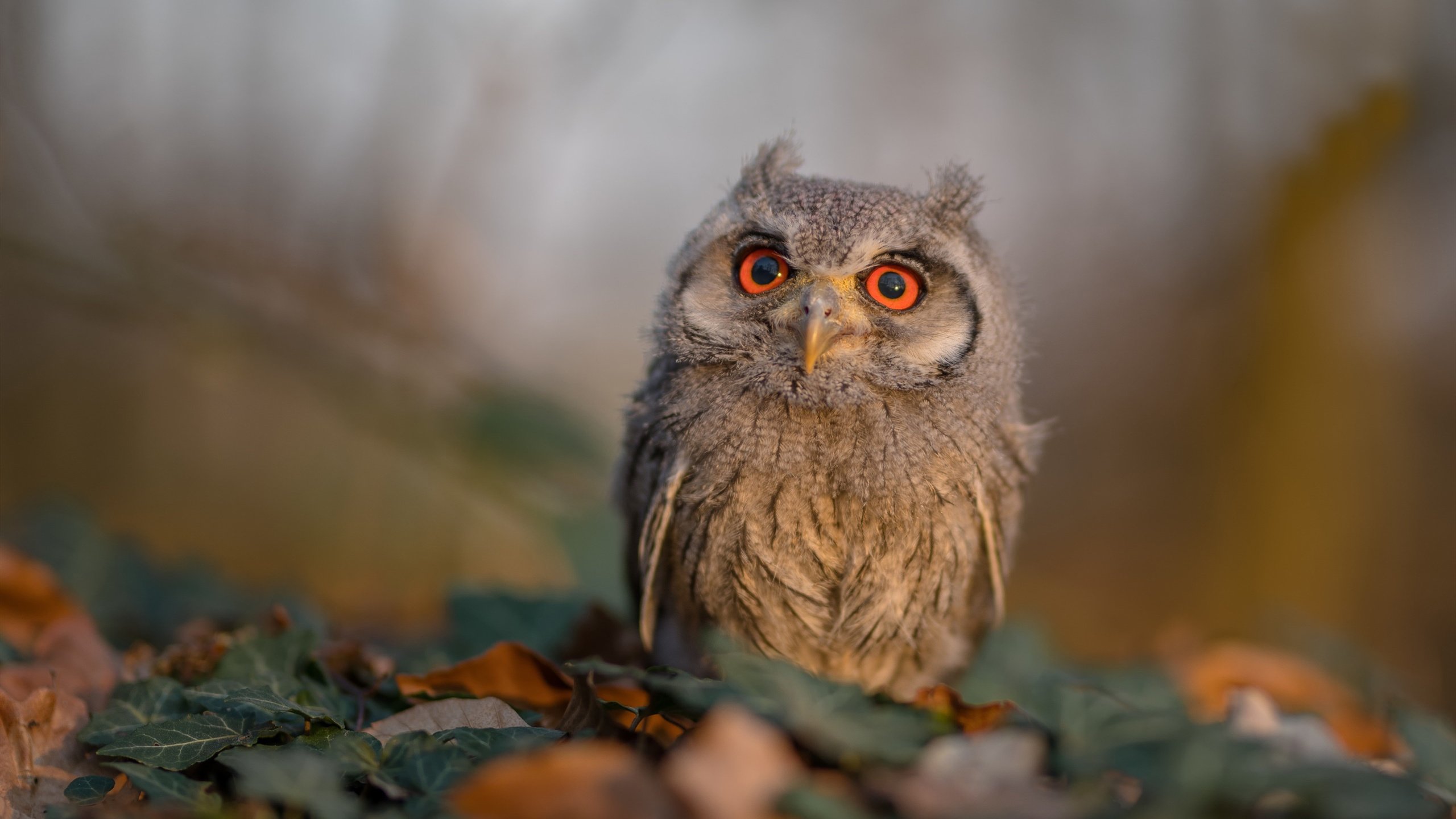 当体系篮球遭遇跑轰旋风,班凯罗如何定义现代攻防转换