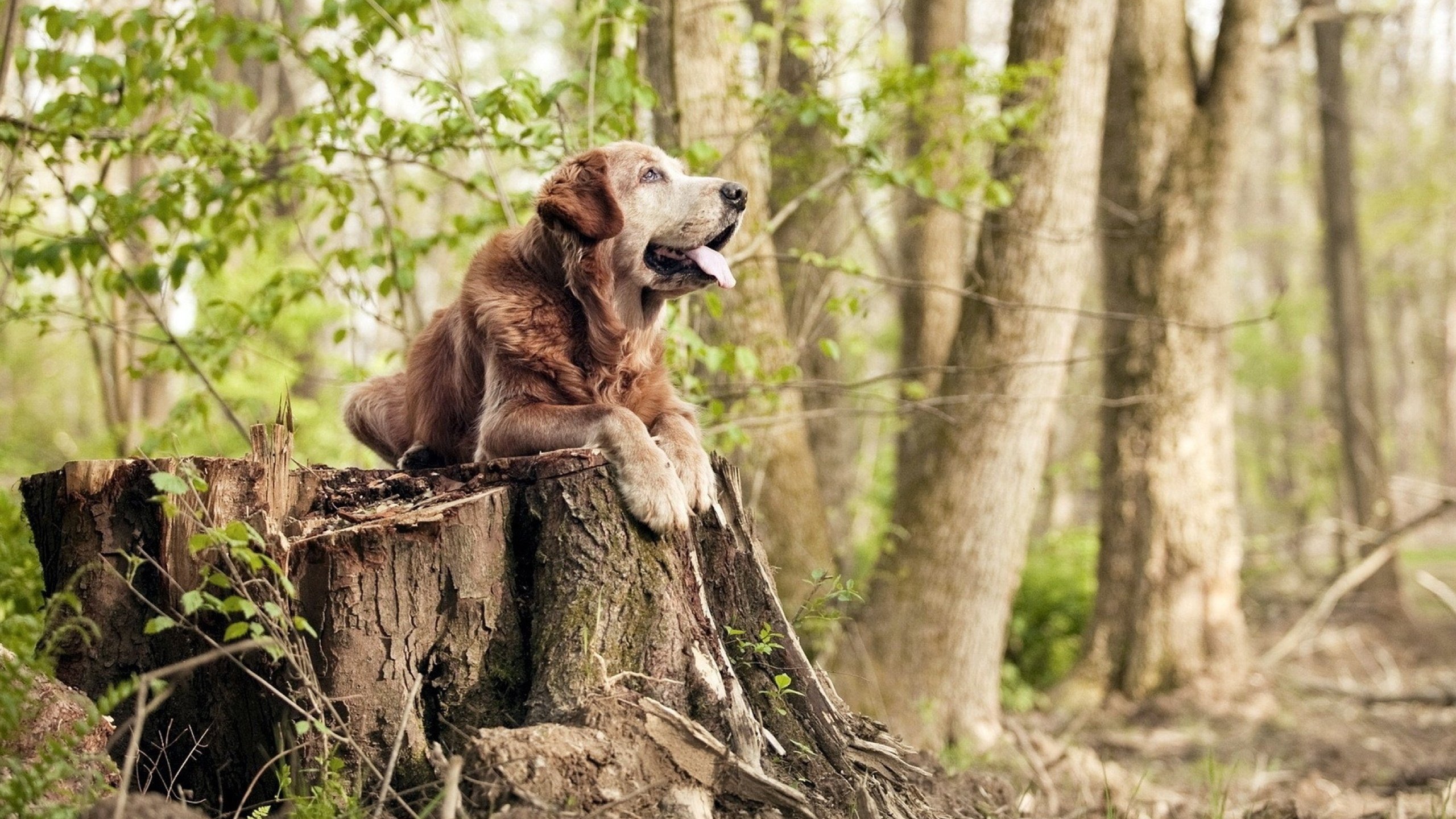 绿茵的狂热与球场的铁壁,多巴胺陷阱中的体育艺术