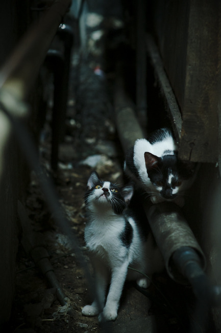 掘金同频共振，约基奇爆发诠释现代中锋，凯尔特人终结者气质跨越太平洋