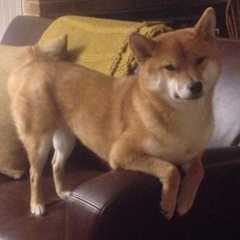 赛道与球场，当F1街道赛的极速之夜遇见约基奇的魔术师时刻