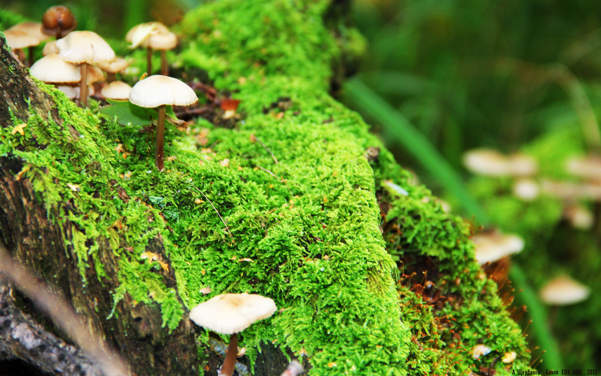 双城记,德甲争冠战的暗夜狂想与浙江队的火力共振